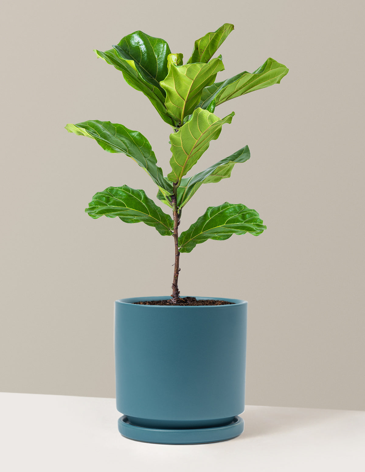 Deve Tabanı Fiddle Leaf Fig Bush