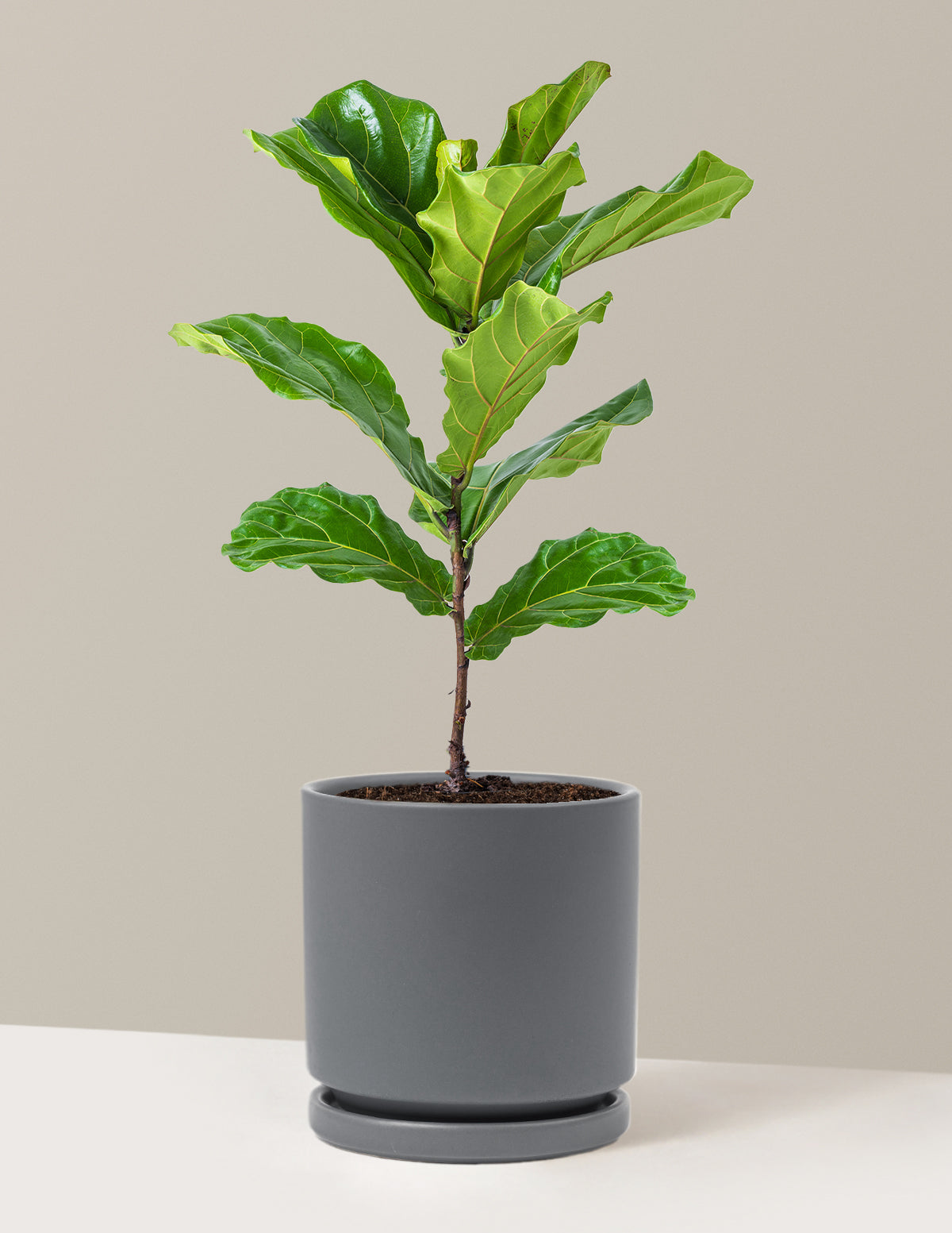 Deve Tabanı Fiddle Leaf Fig Bush