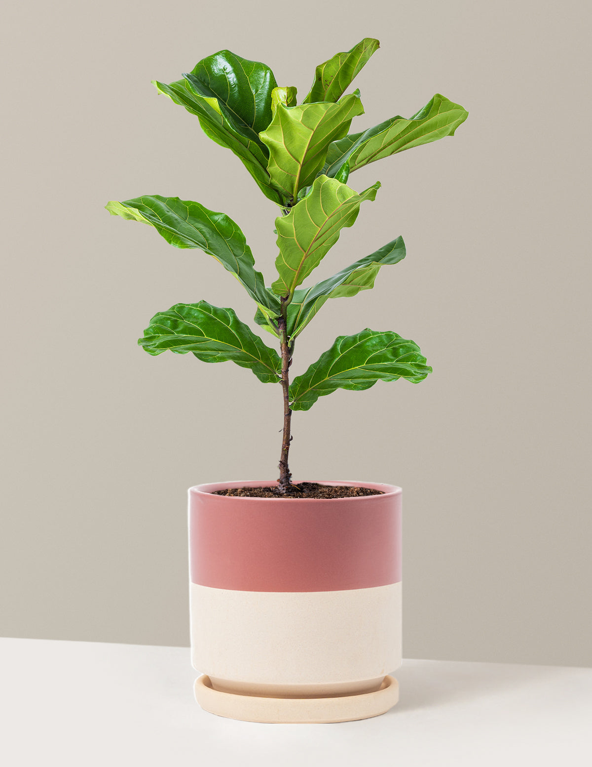 Deve Tabanı Fiddle Leaf Fig Bush