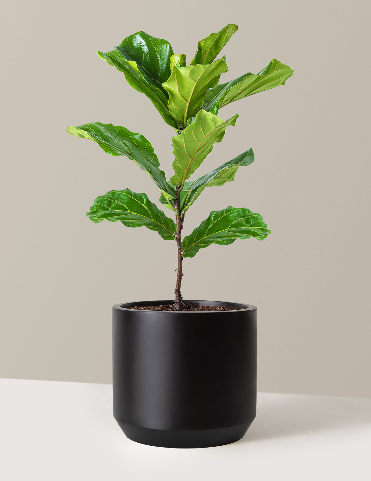 Deve Tabanı Fiddle Leaf Fig Bush