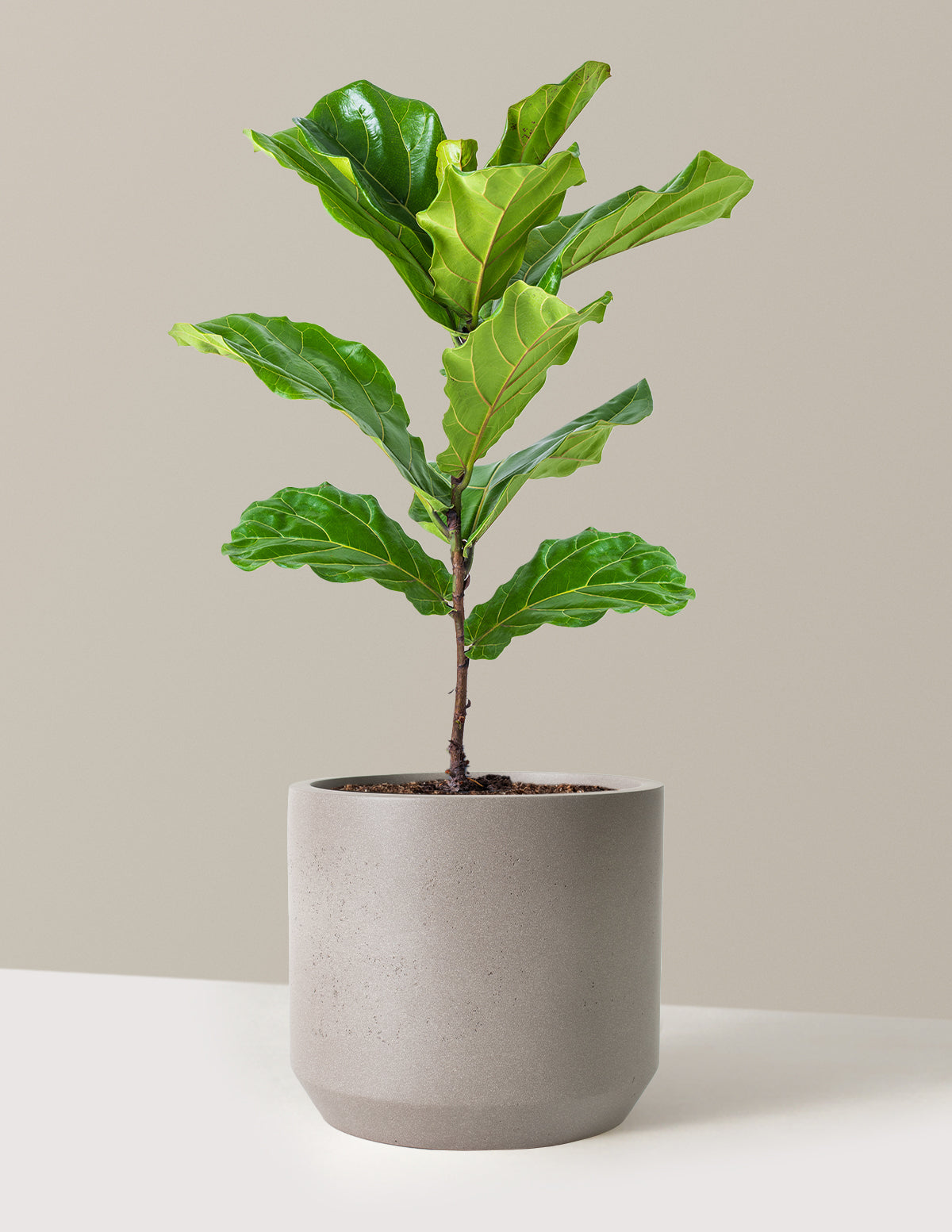 Deve Tabanı Fiddle Leaf Fig Bush