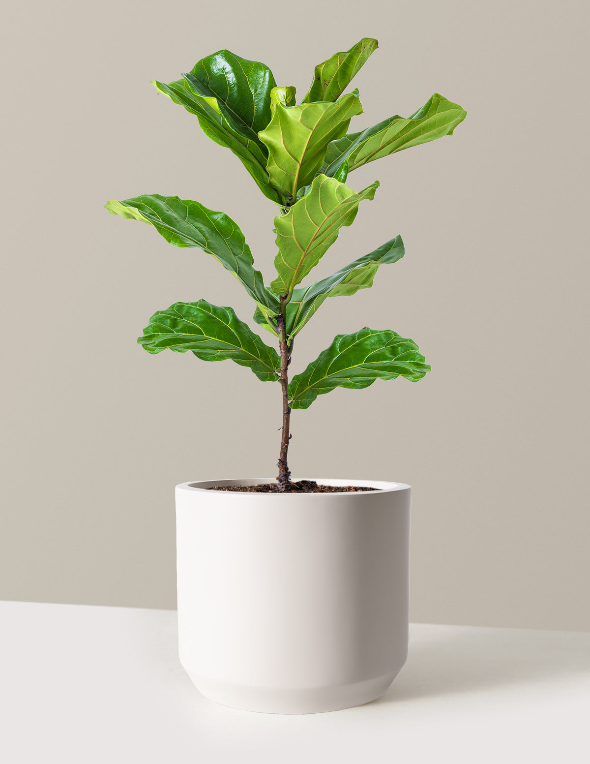Deve Tabanı Fiddle Leaf Fig Bush