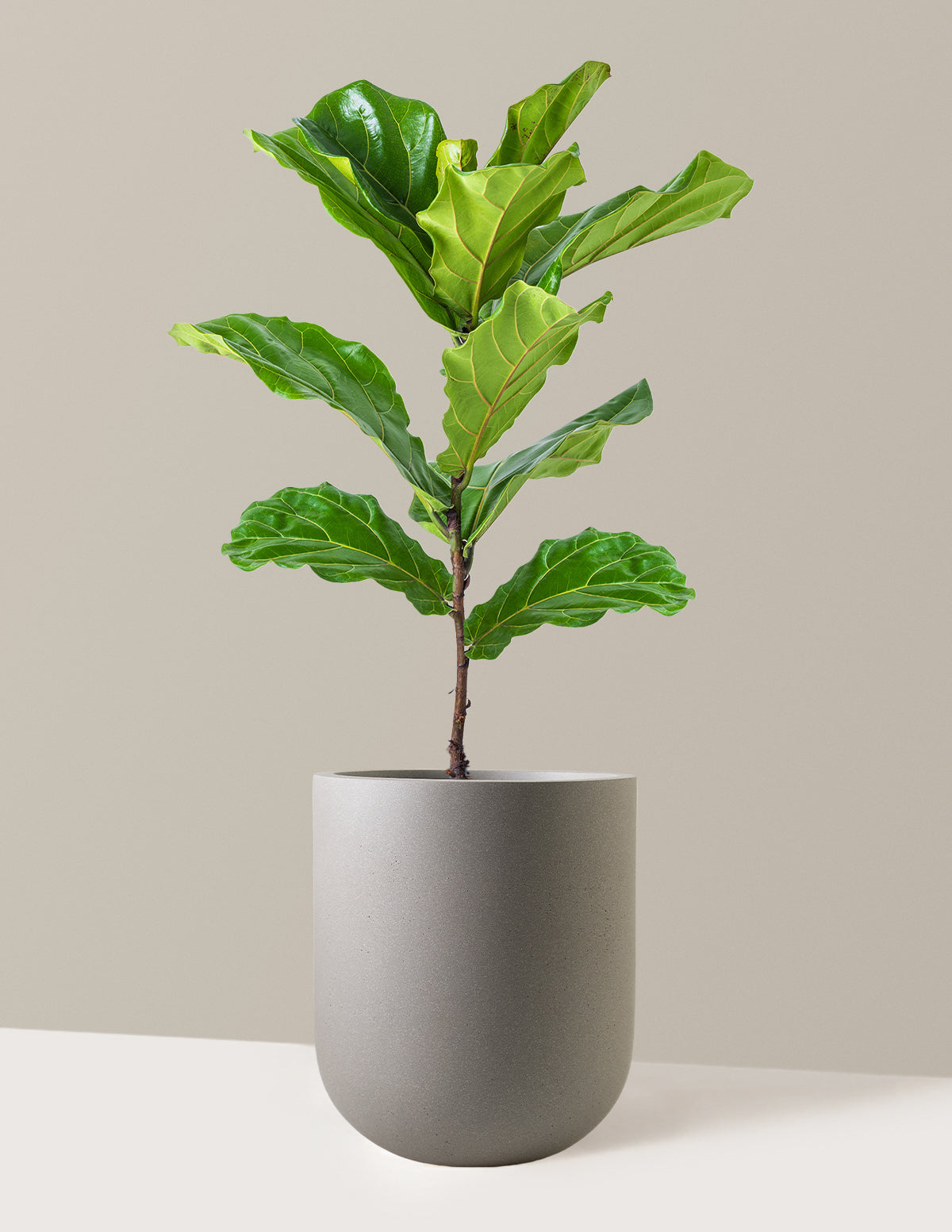 Deve Tabanı Fiddle Leaf Fig Bush
