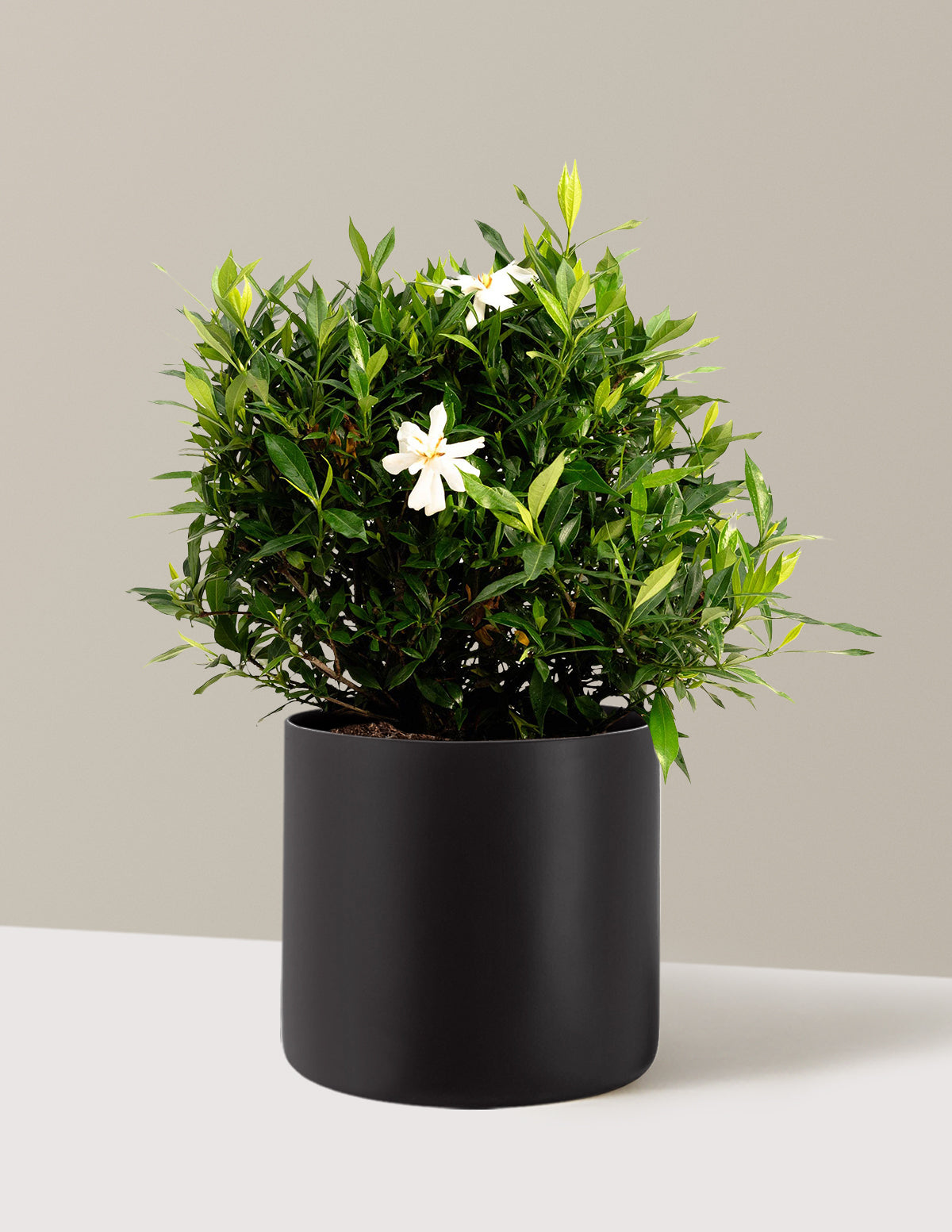 Frost Proof Gardenia (Donmaya Dayanıklı Gardenya)