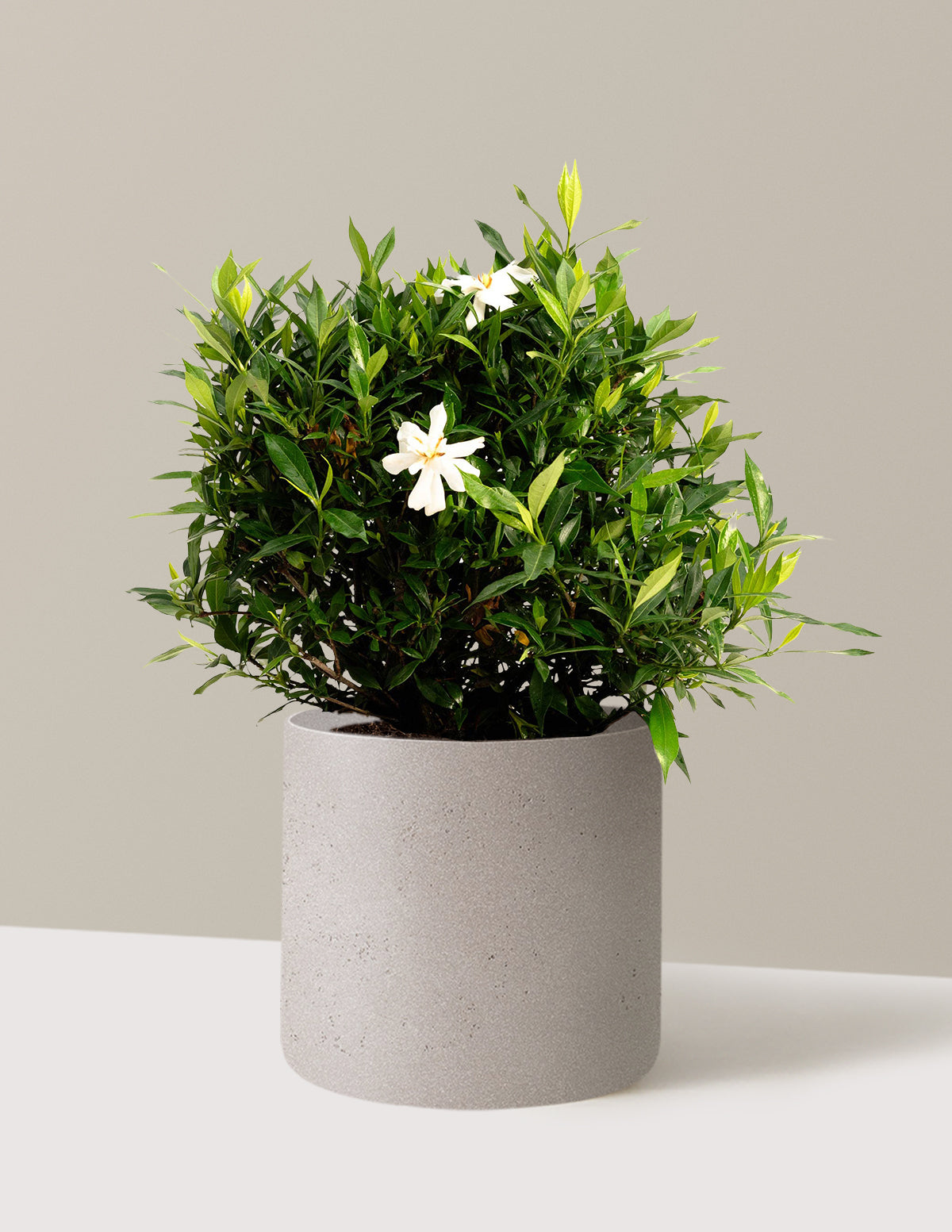 Frost Proof Gardenia (Donmaya Dayanıklı Gardenya)