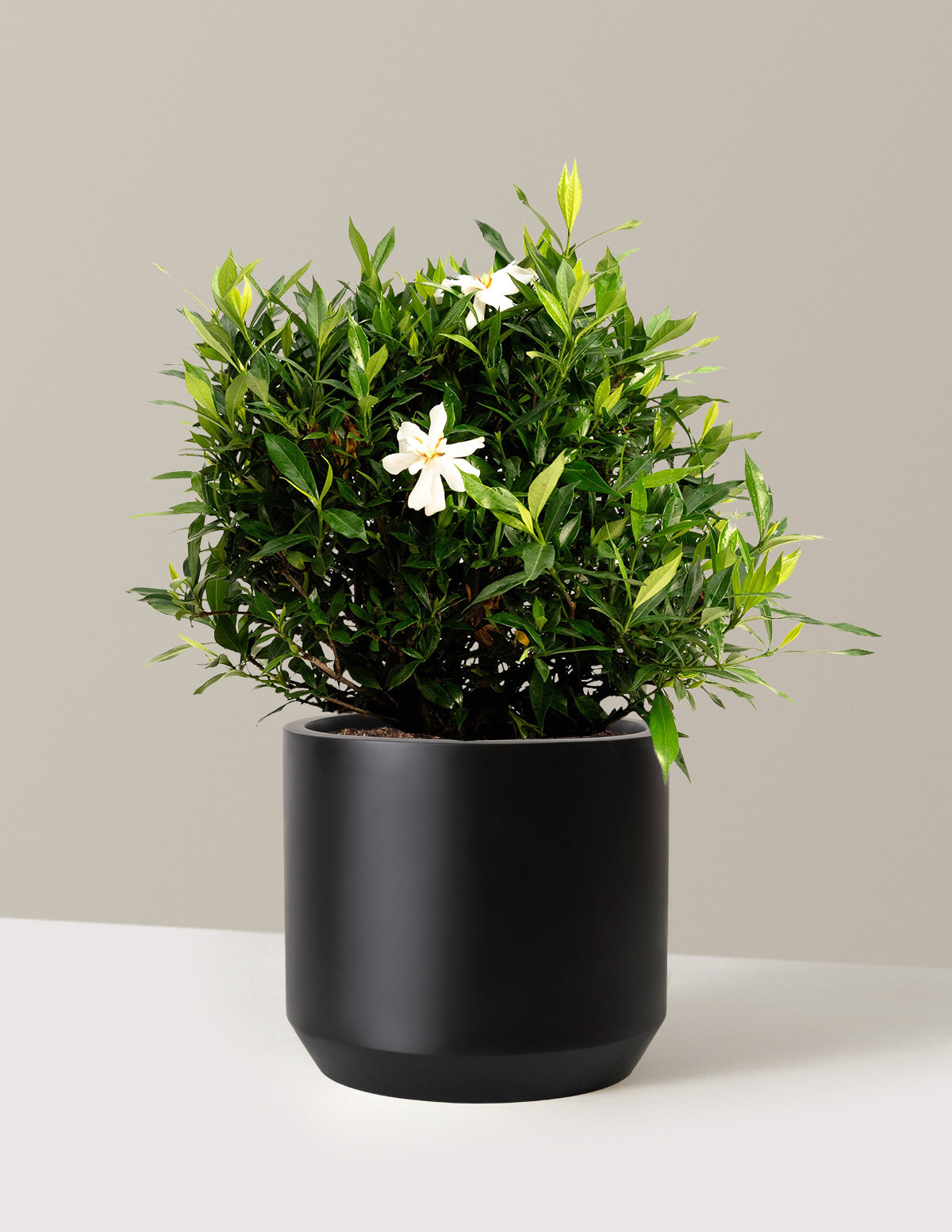 Frost Proof Gardenia (Donmaya Dayanıklı Gardenya)