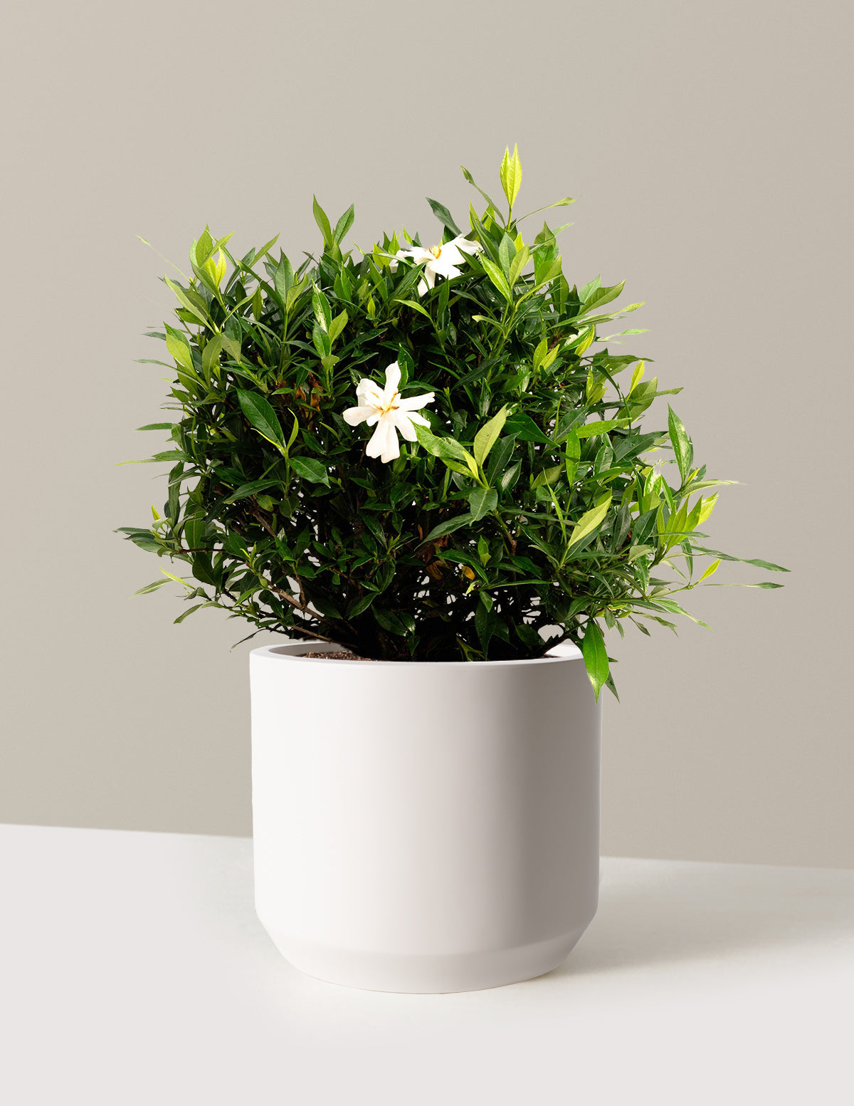 Frost Proof Gardenia (Donmaya Dayanıklı Gardenya)
