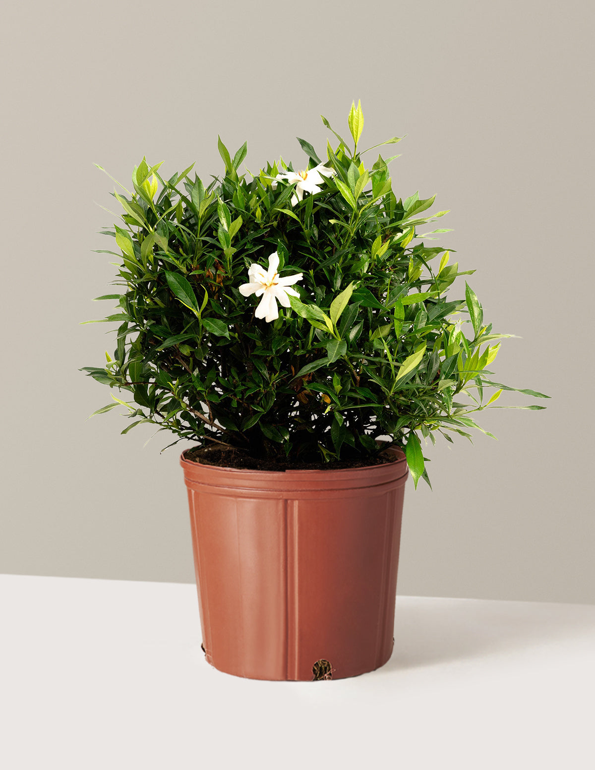 Frost Proof Gardenia (Donmaya Dayanıklı Gardenya)