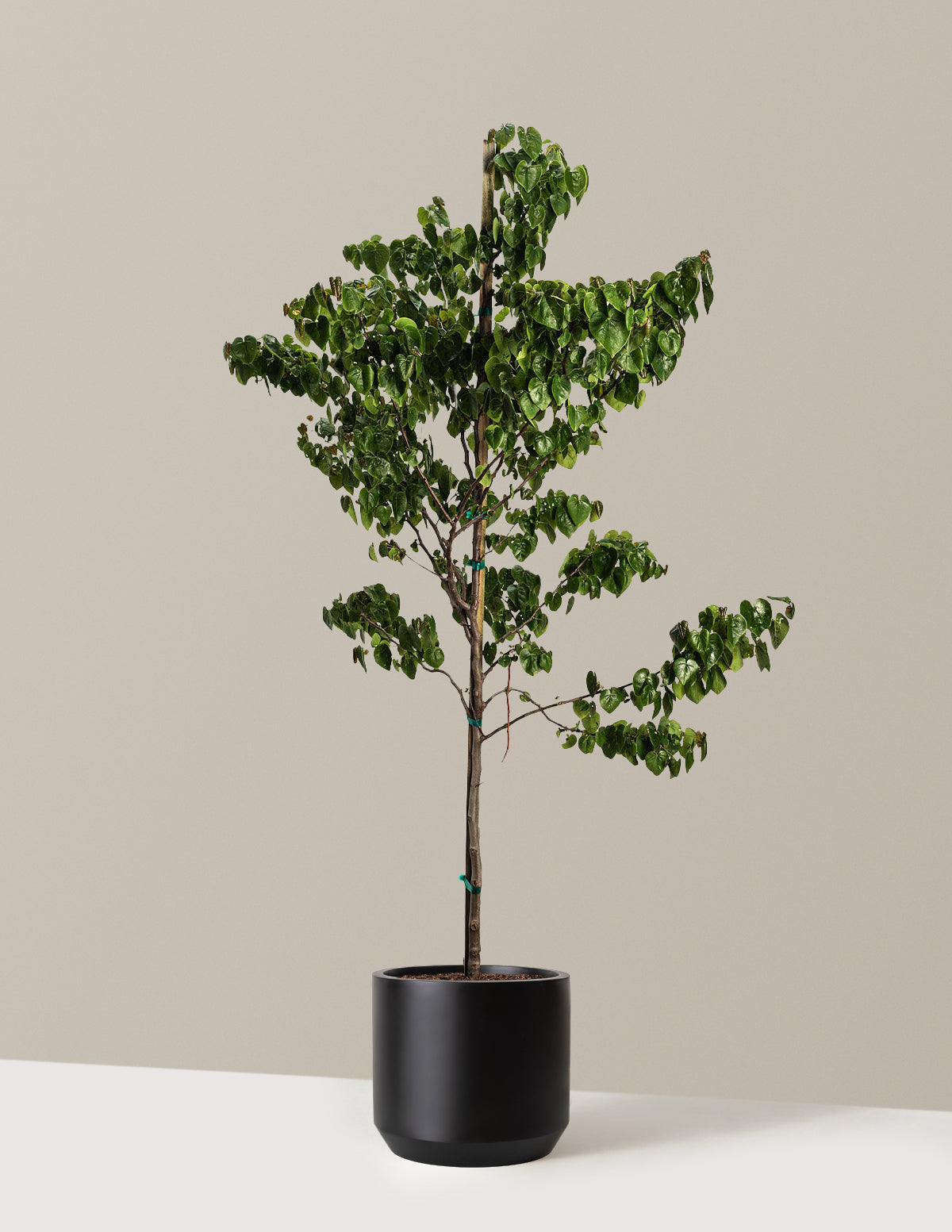 Garden Gems® Emerald Erguvan