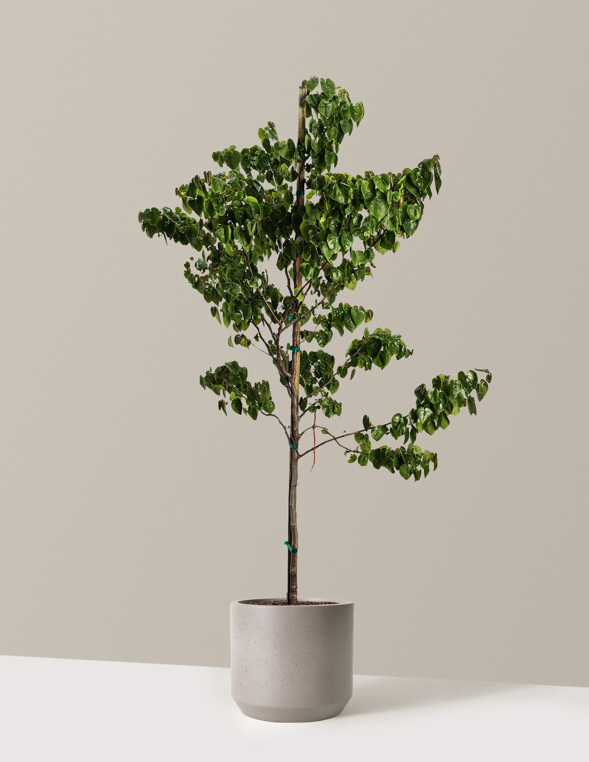 Garden Gems® Emerald Erguvan