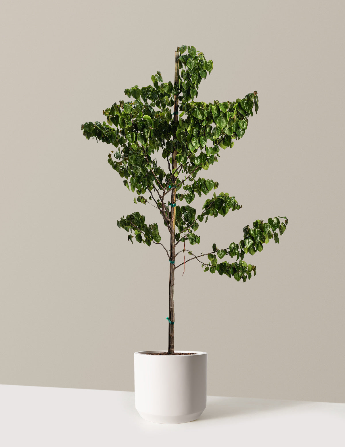 Garden Gems® Emerald Erguvan