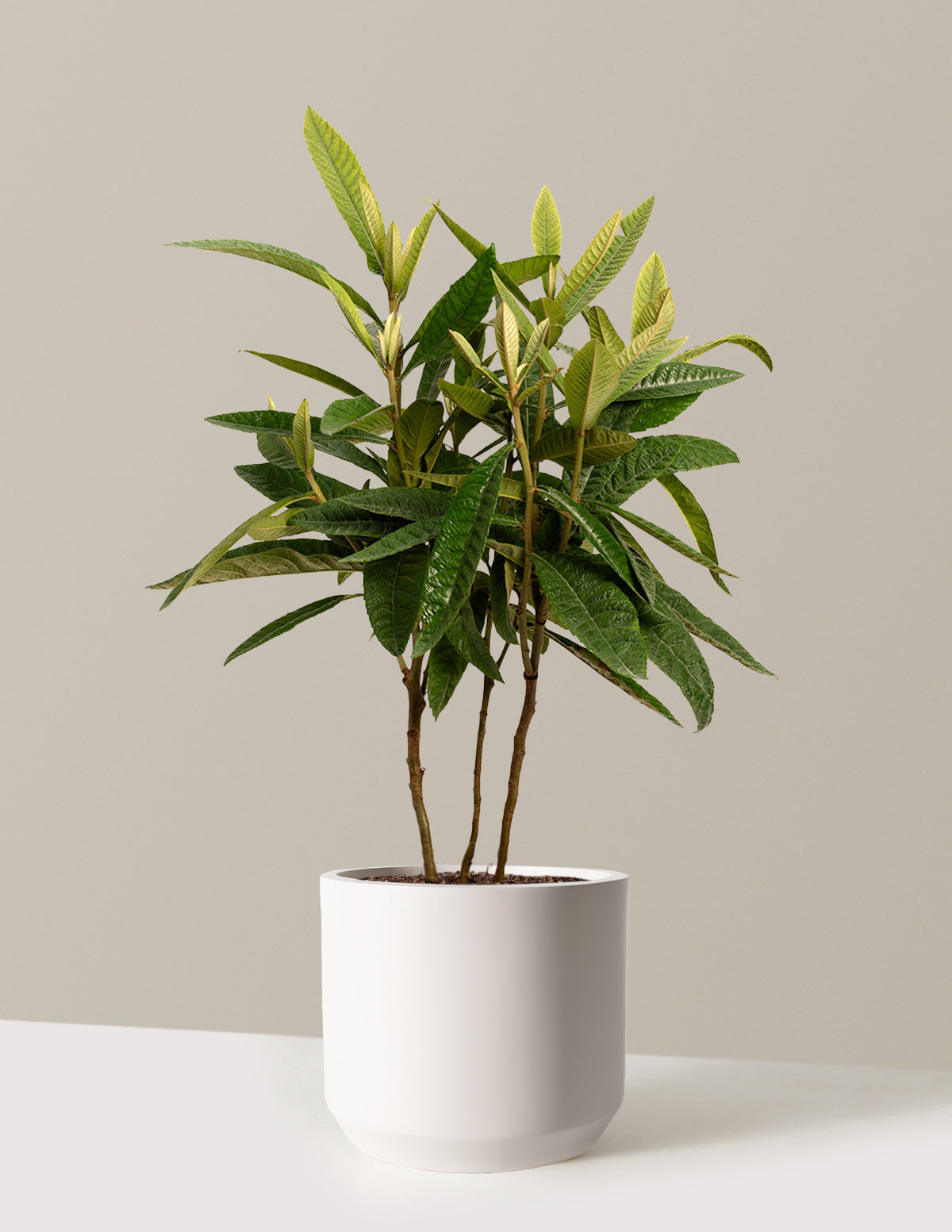 Japon Malta Eriği (Eriobotrya japonica)