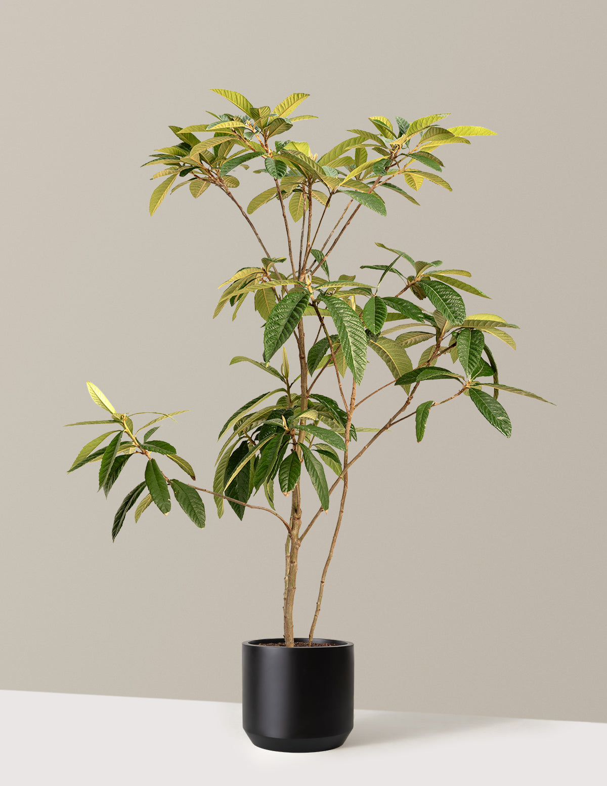 Japon Malta Eriği (Eriobotrya japonica)