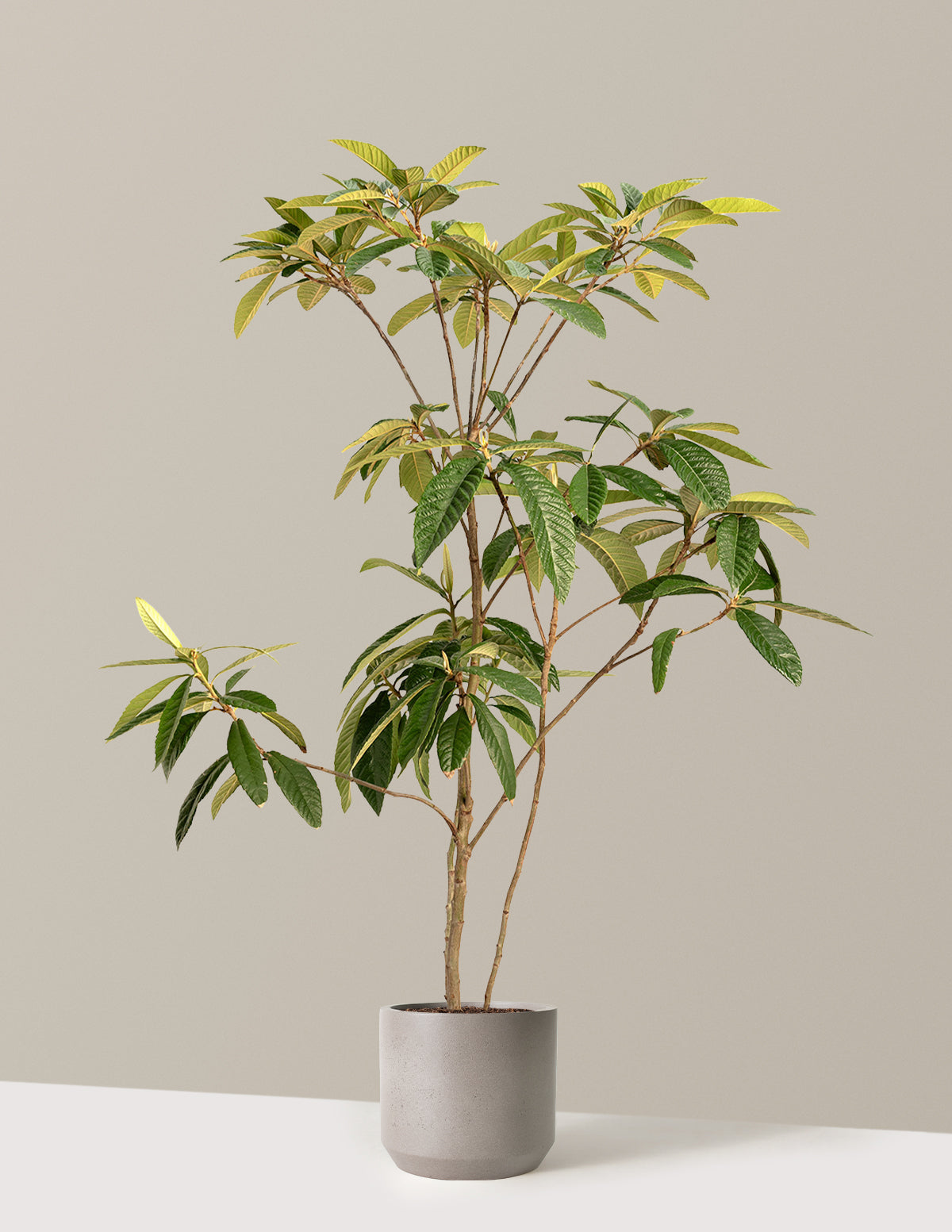 Japon Malta Eriği (Eriobotrya japonica)