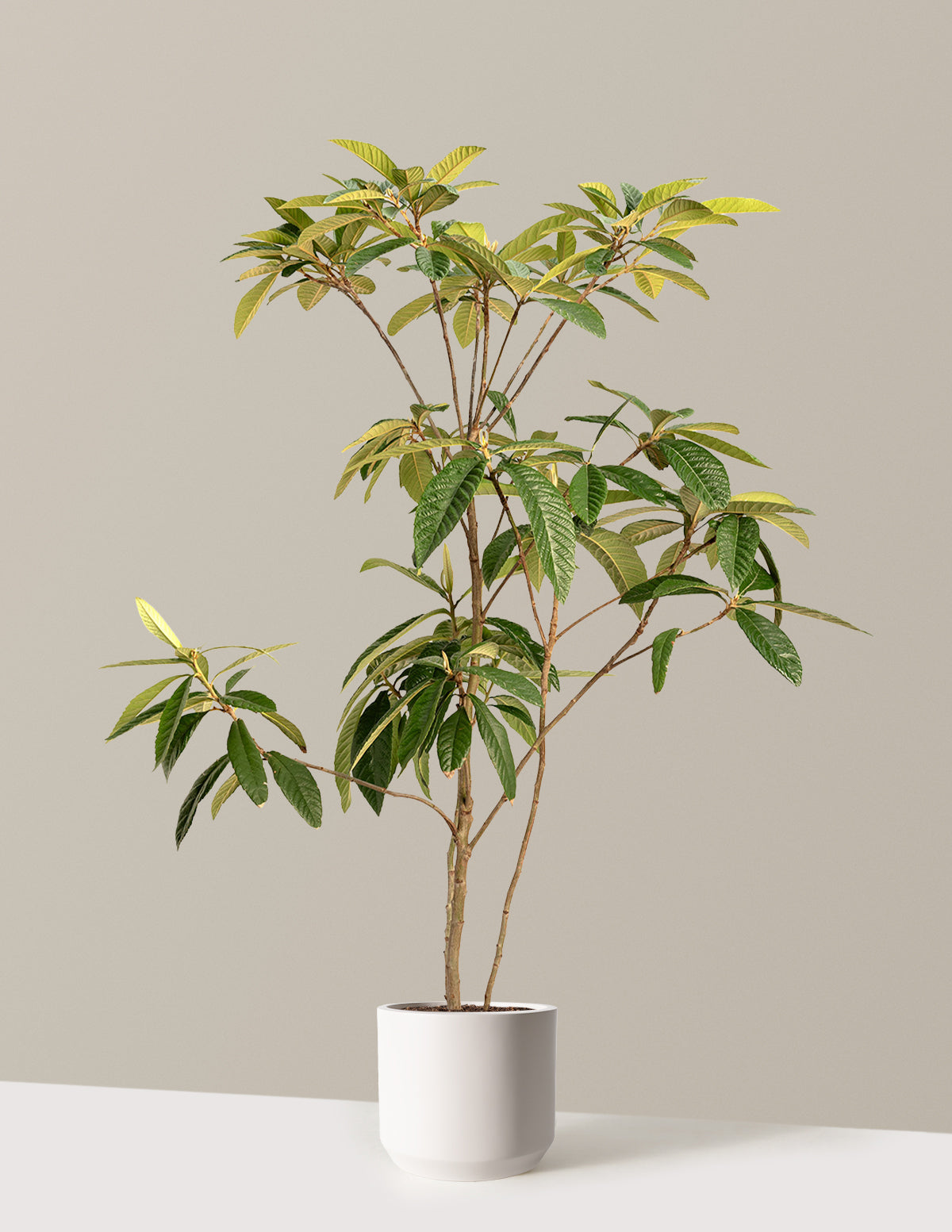 Japon Malta Eriği (Eriobotrya japonica)