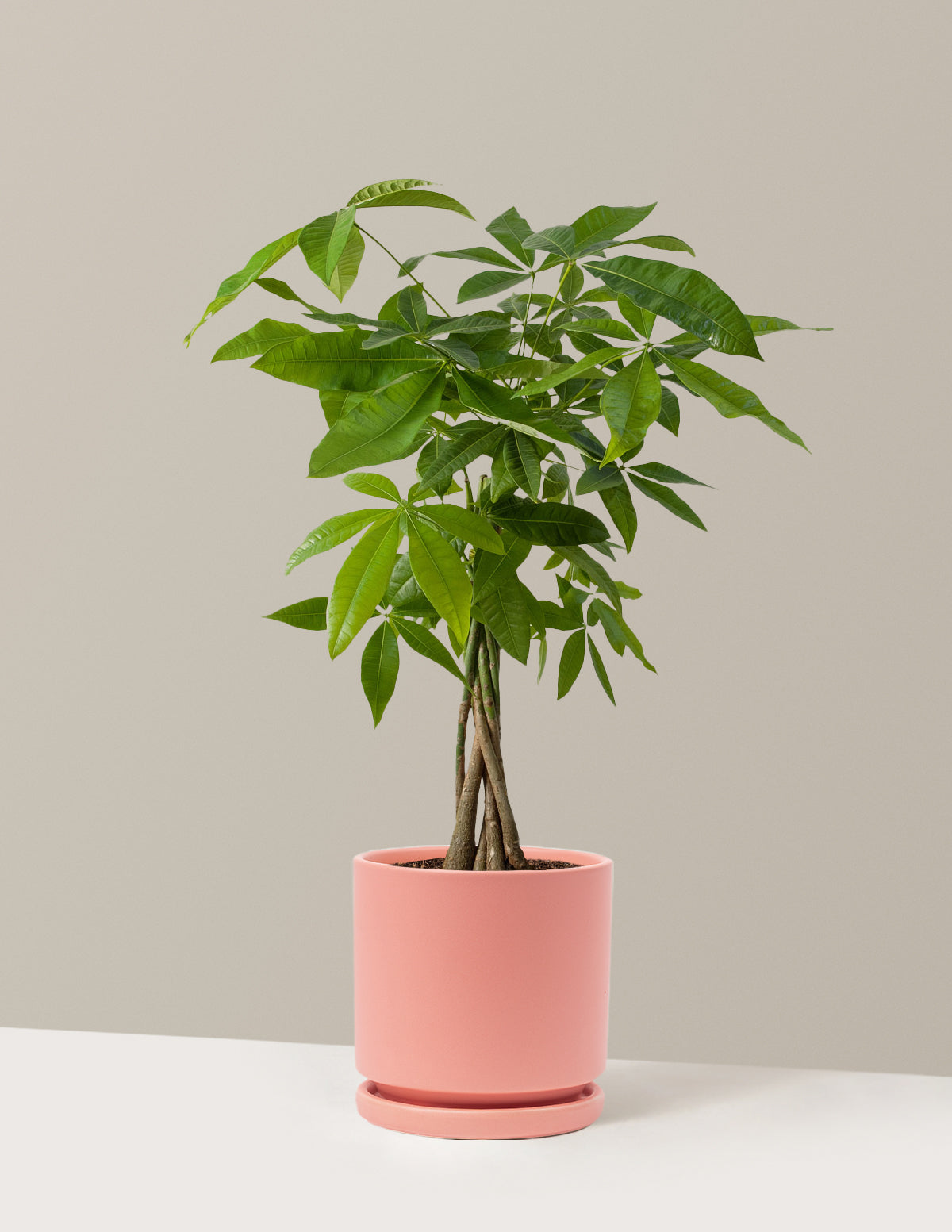 Para Ağacı (Money Tree)