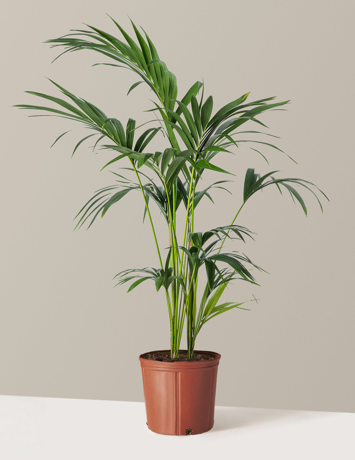 Kentia Palmiyesi