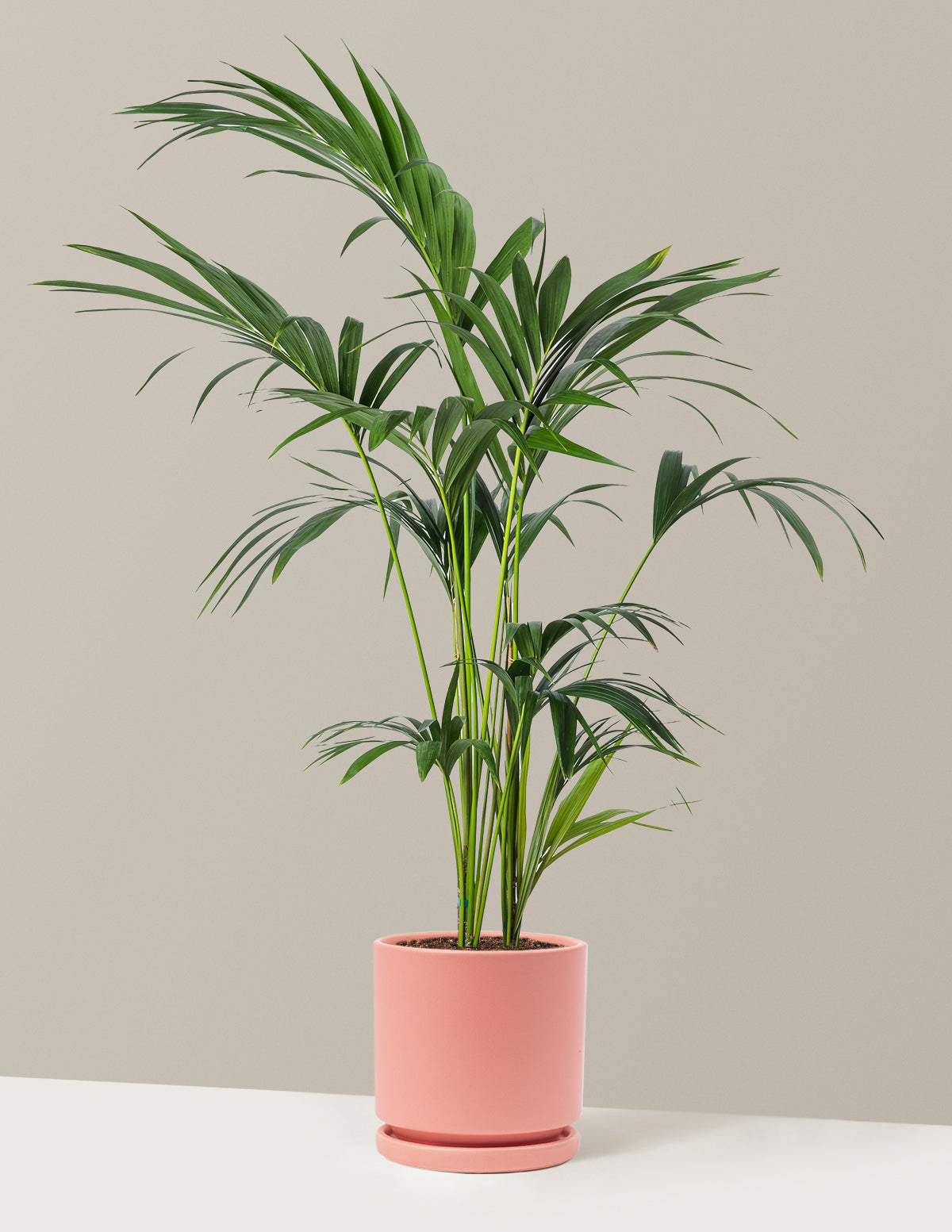 Kentia Palmiyesi