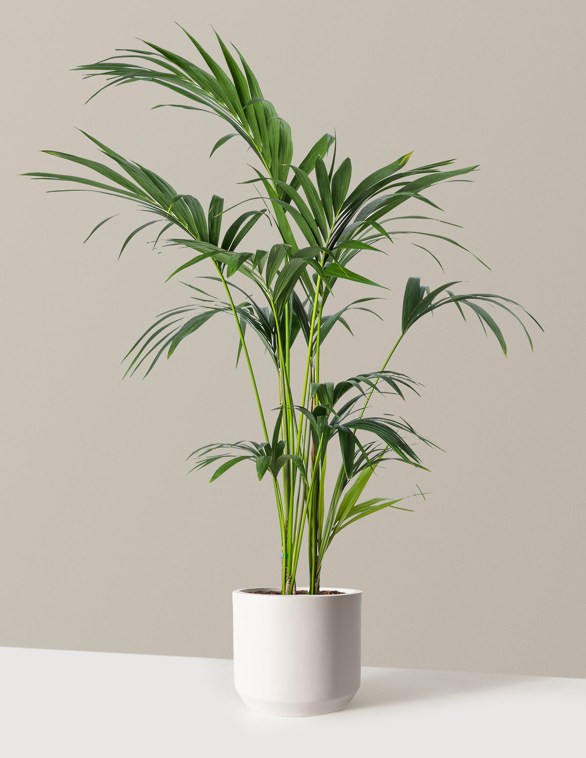 Kentia Palmiyesi