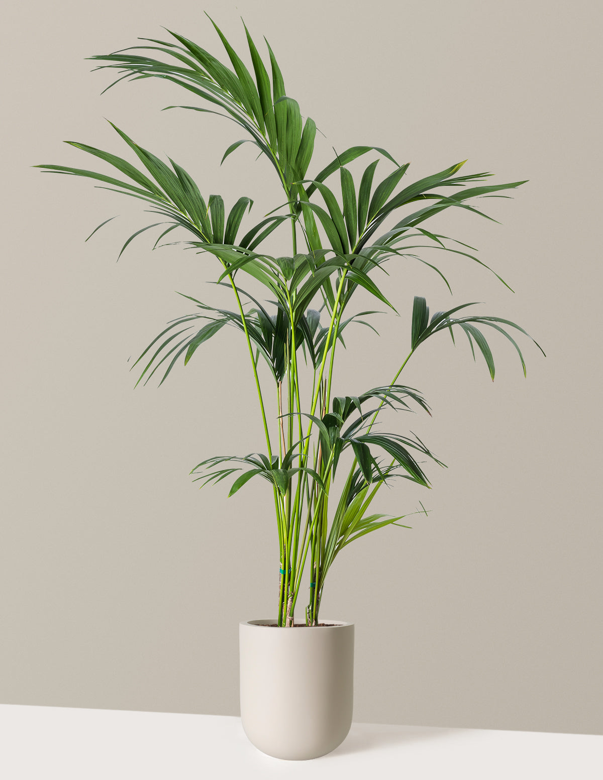 Kentia Palmiyesi