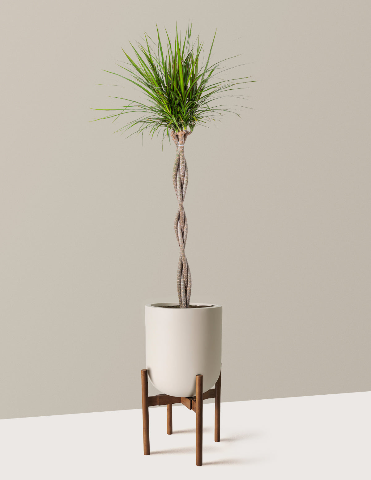 Örgü Gövdeli Dracaena Marginata