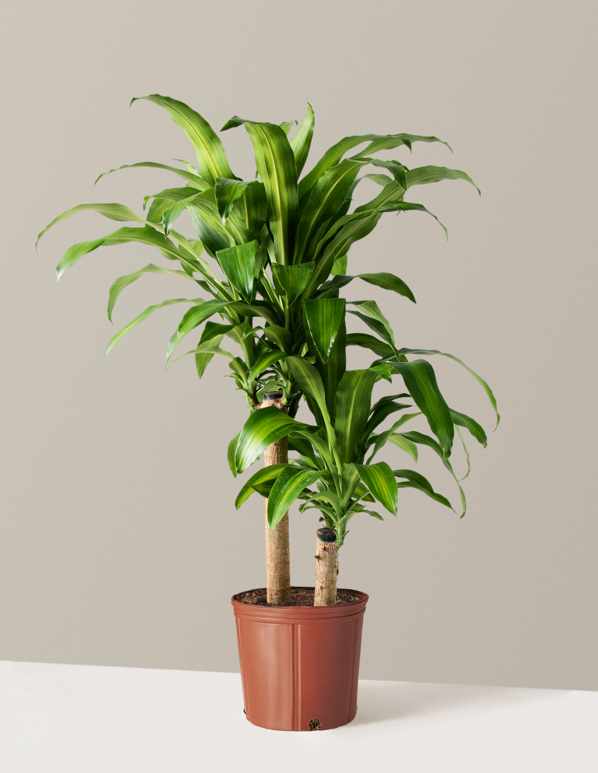 Büyük Boy Dracaena Mass Cane