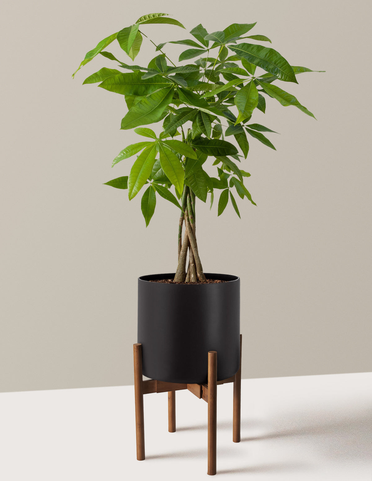 Para Ağacı (Money Tree)