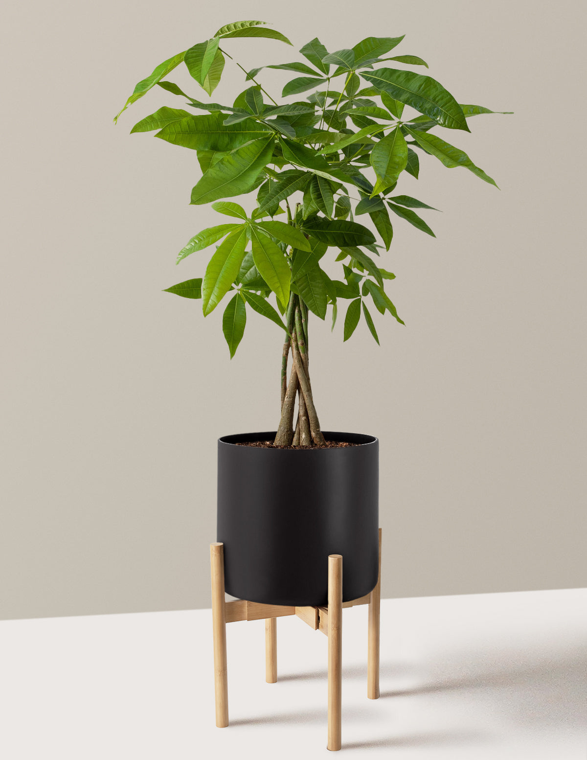 Para Ağacı (Money Tree)