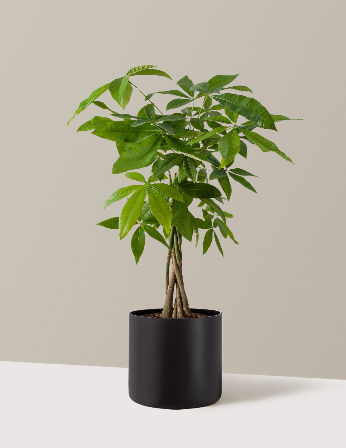 Para Ağacı (Money Tree)