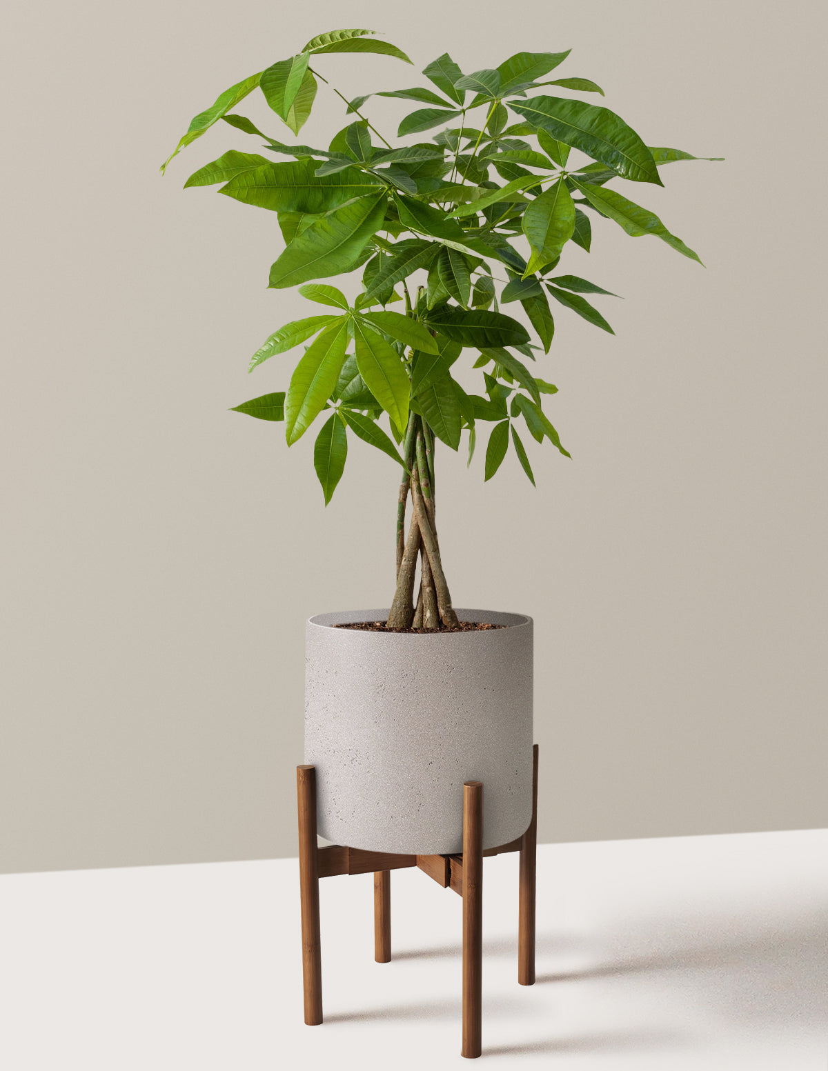 Para Ağacı (Money Tree)