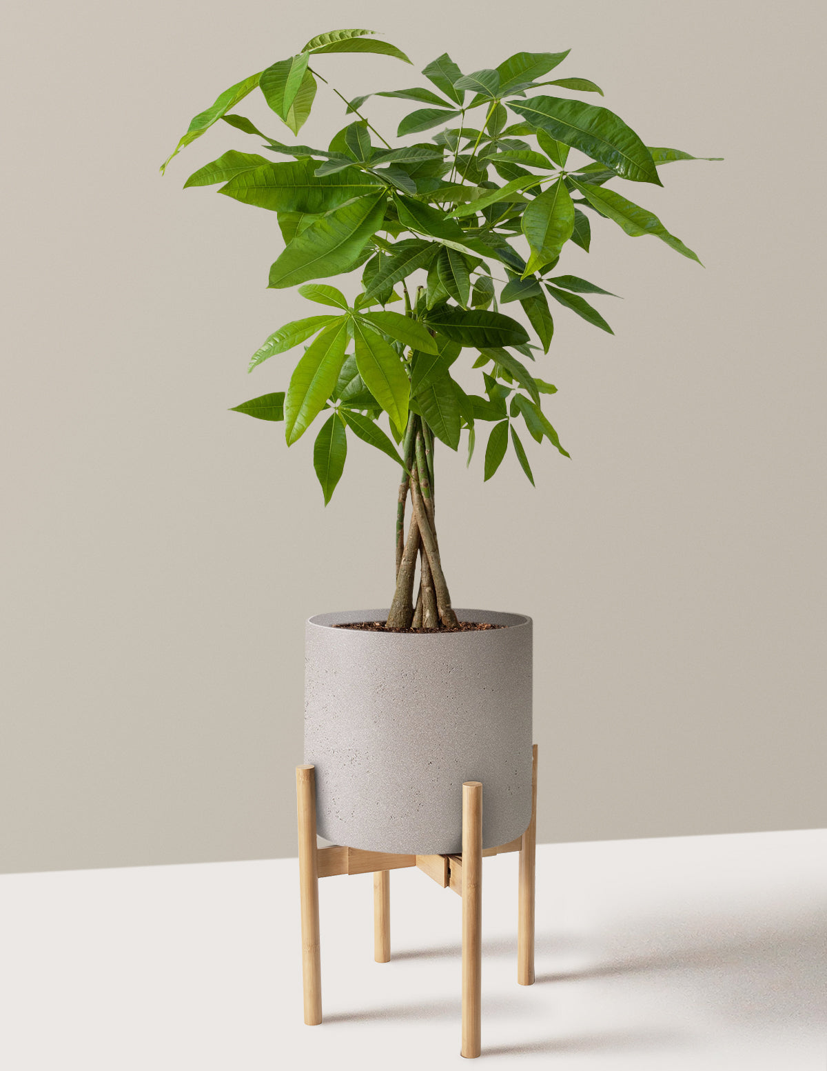 Para Ağacı (Money Tree)