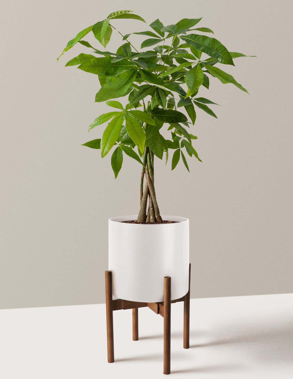 Para Ağacı (Money Tree)