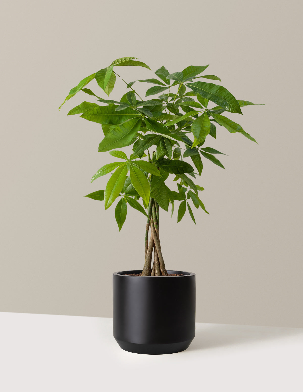 Para Ağacı (Money Tree)
