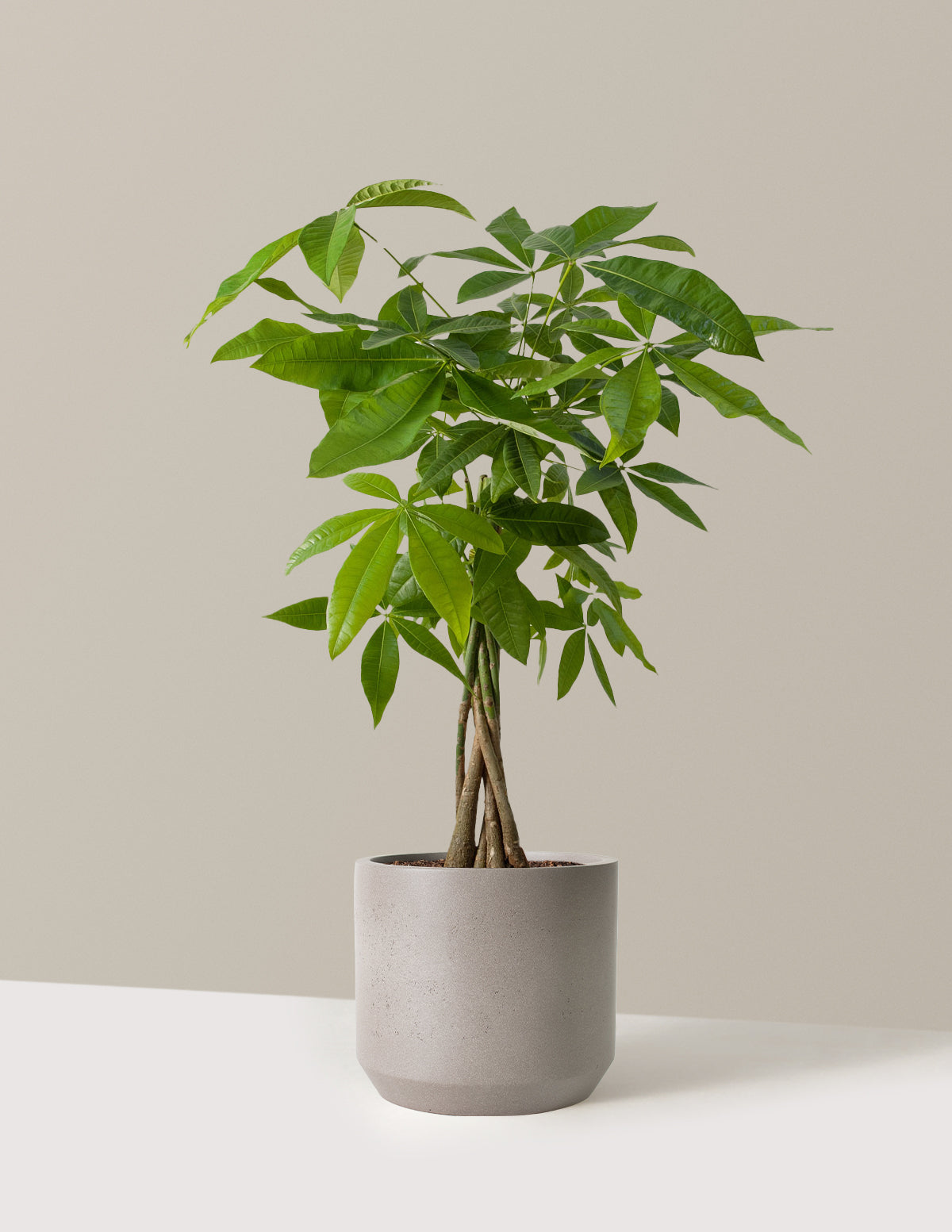 Para Ağacı (Money Tree)