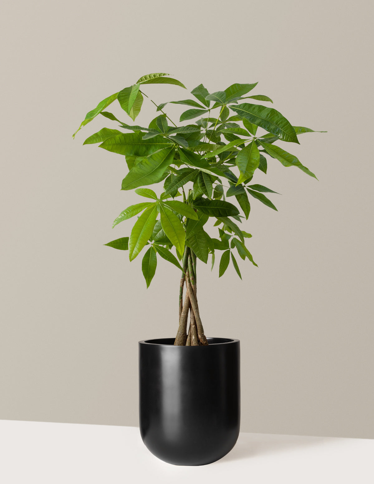 Para Ağacı (Money Tree)