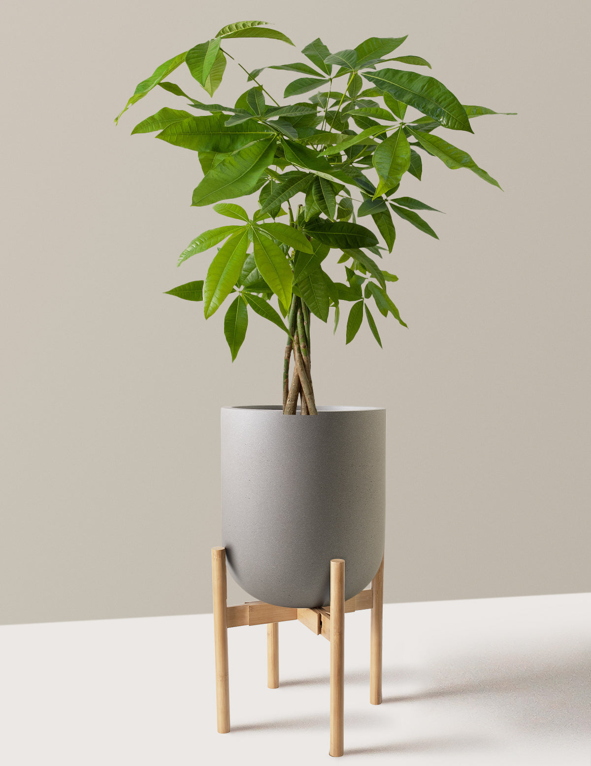 Para Ağacı (Money Tree)