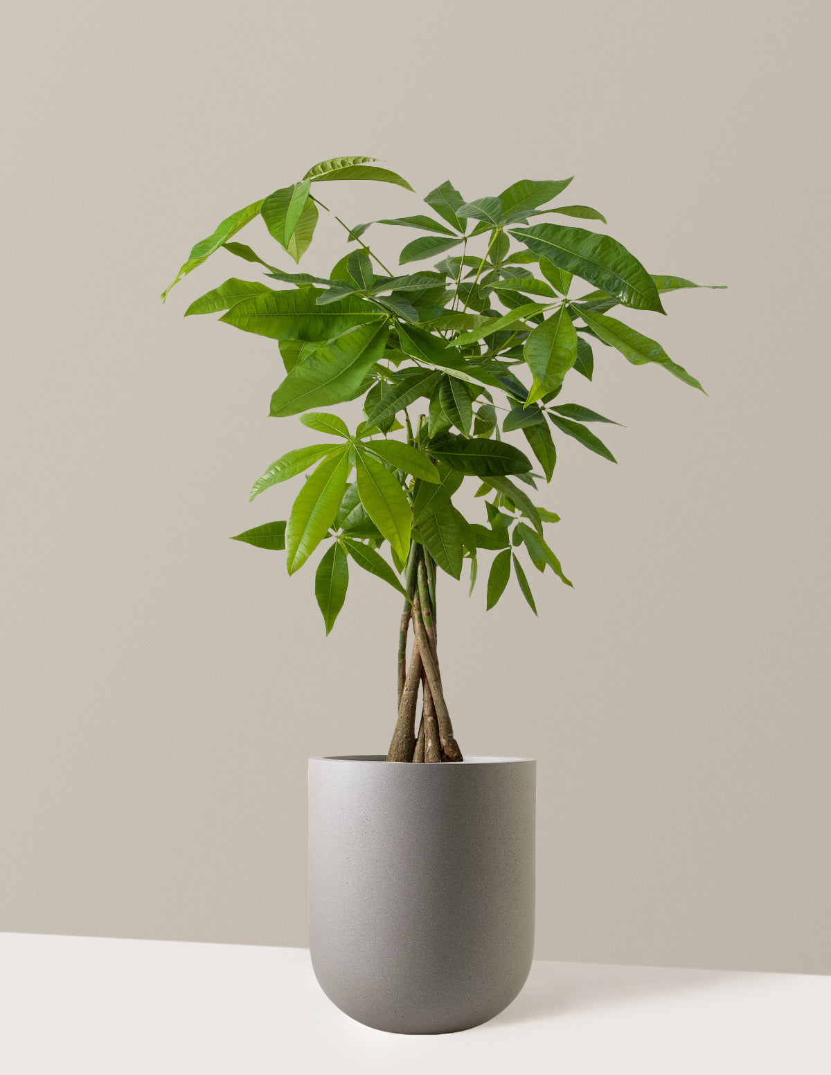 Para Ağacı (Money Tree)