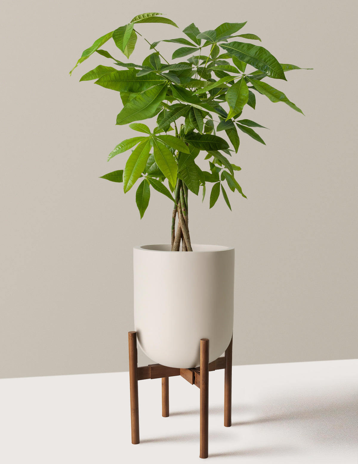 Para Ağacı (Money Tree)