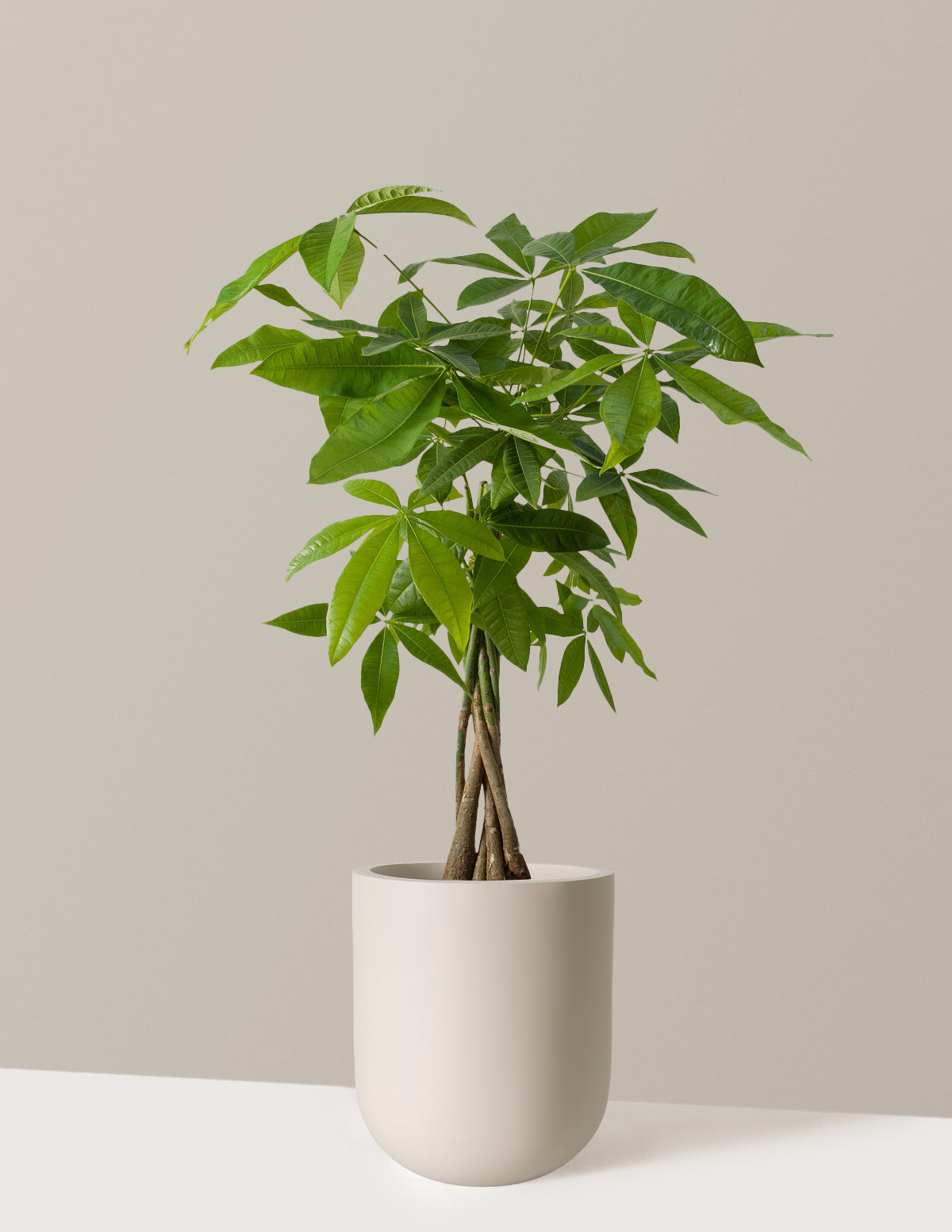 Para Ağacı (Money Tree)