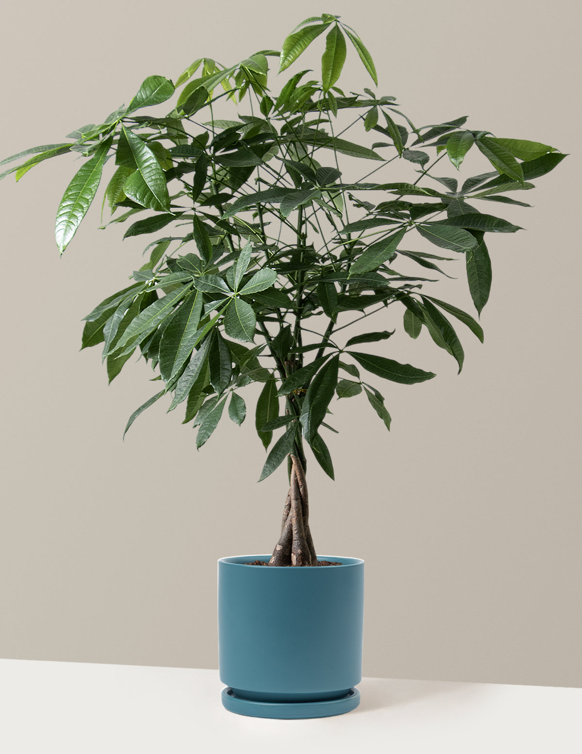 Para Ağacı (Money Tree)