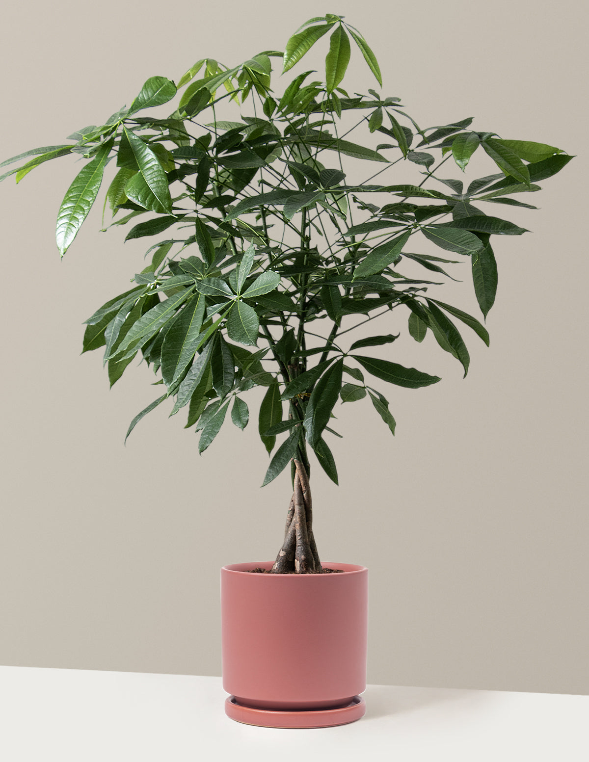 Para Ağacı (Money Tree)