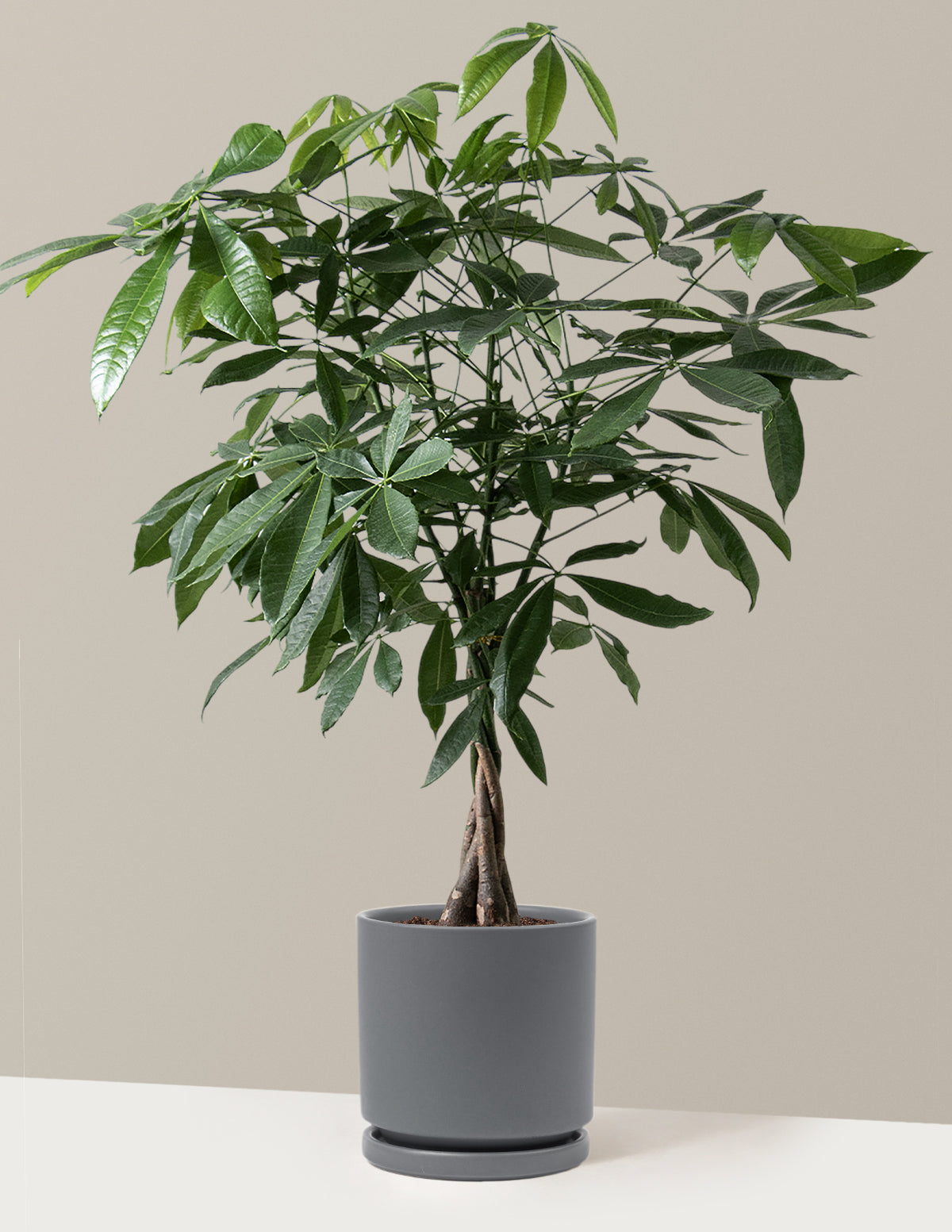 Para Ağacı (Money Tree)