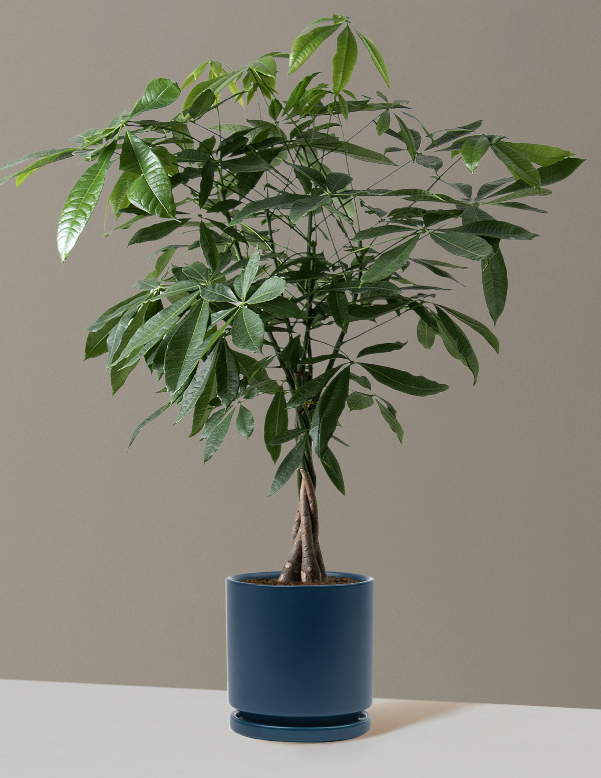 Para Ağacı (Money Tree)