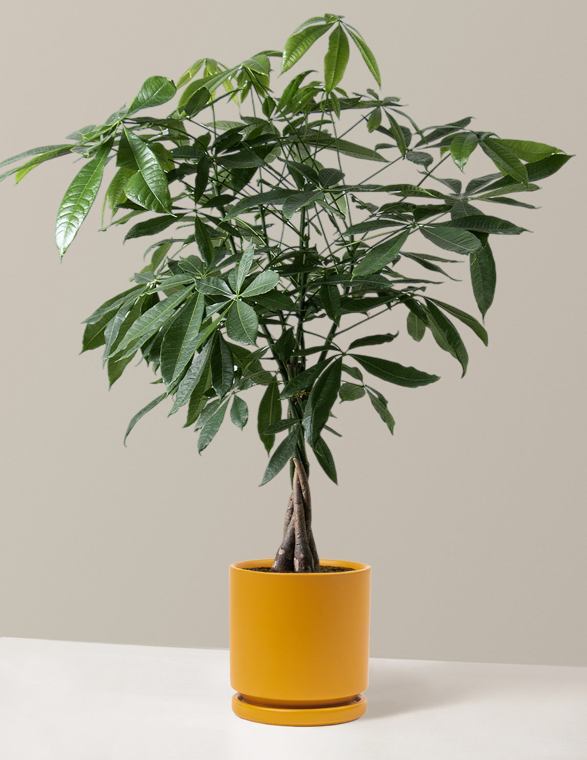 Para Ağacı (Money Tree)