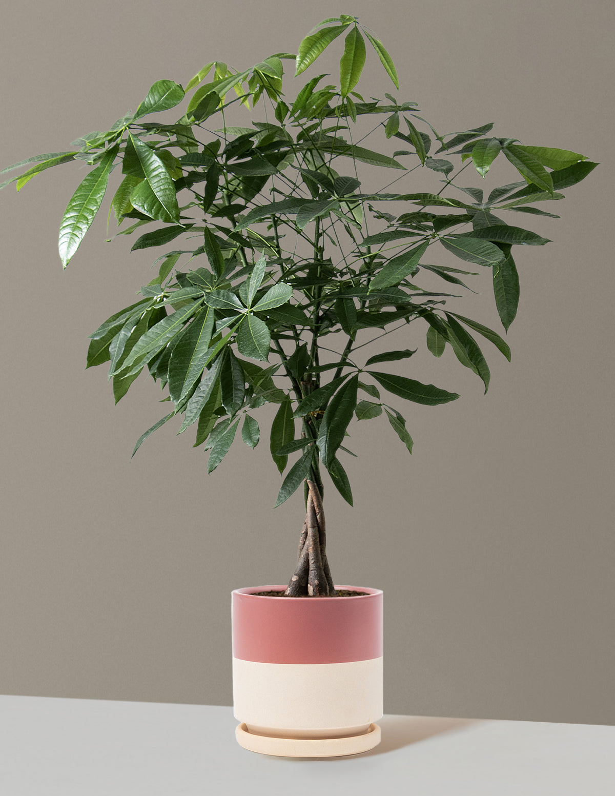 Para Ağacı (Money Tree)