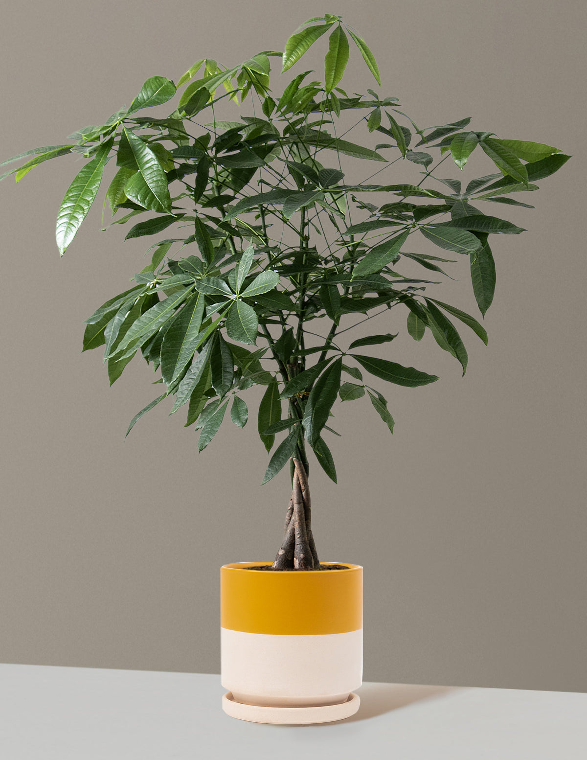 Para Ağacı (Money Tree)