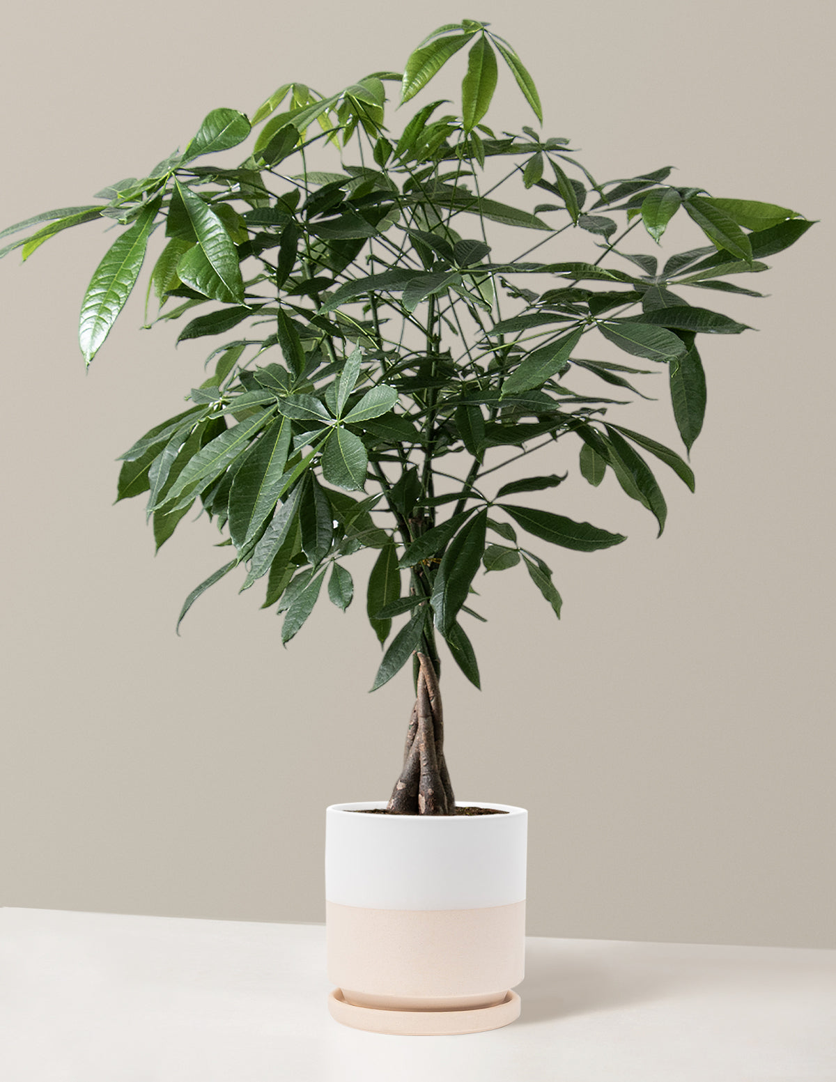 Para Ağacı (Money Tree)