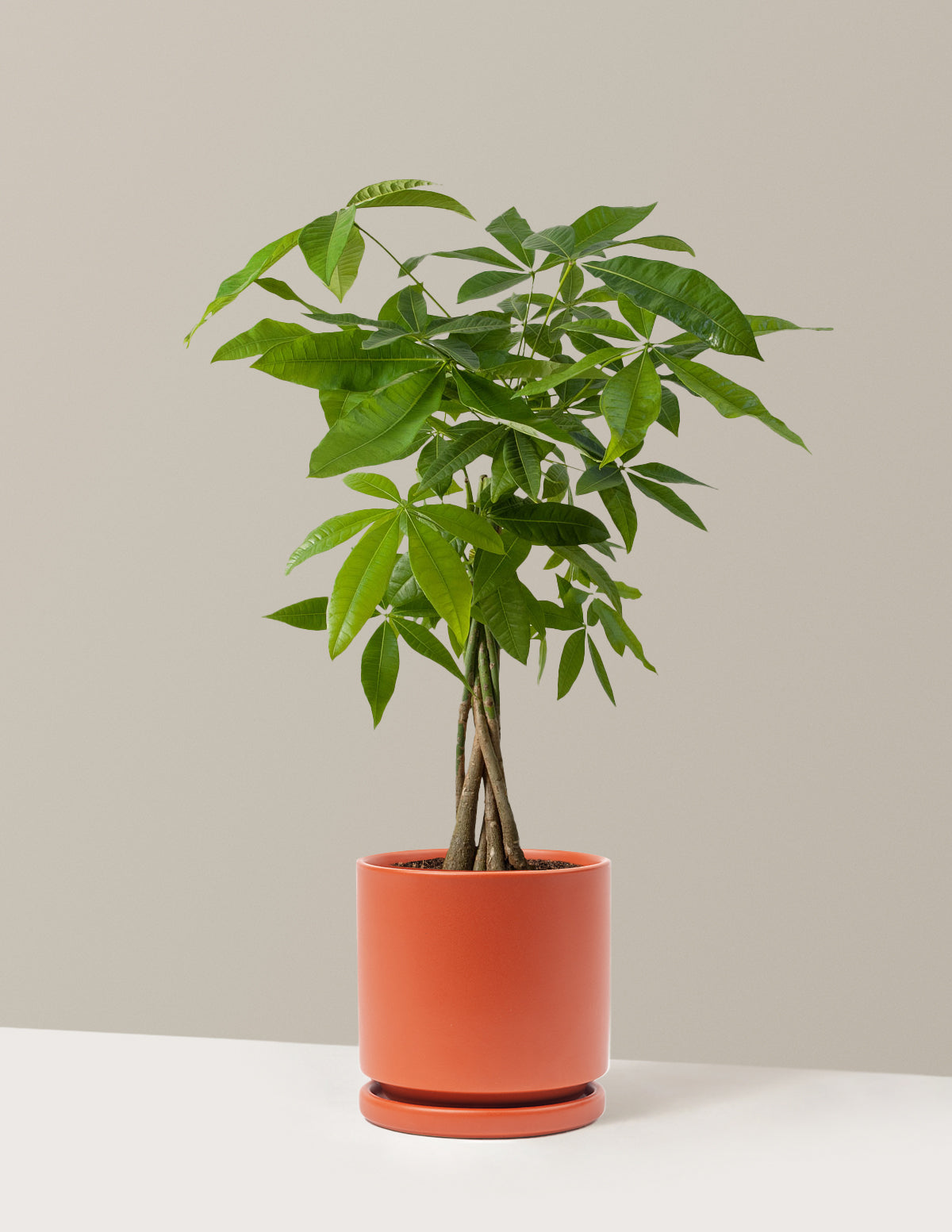 Para Ağacı (Money Tree)