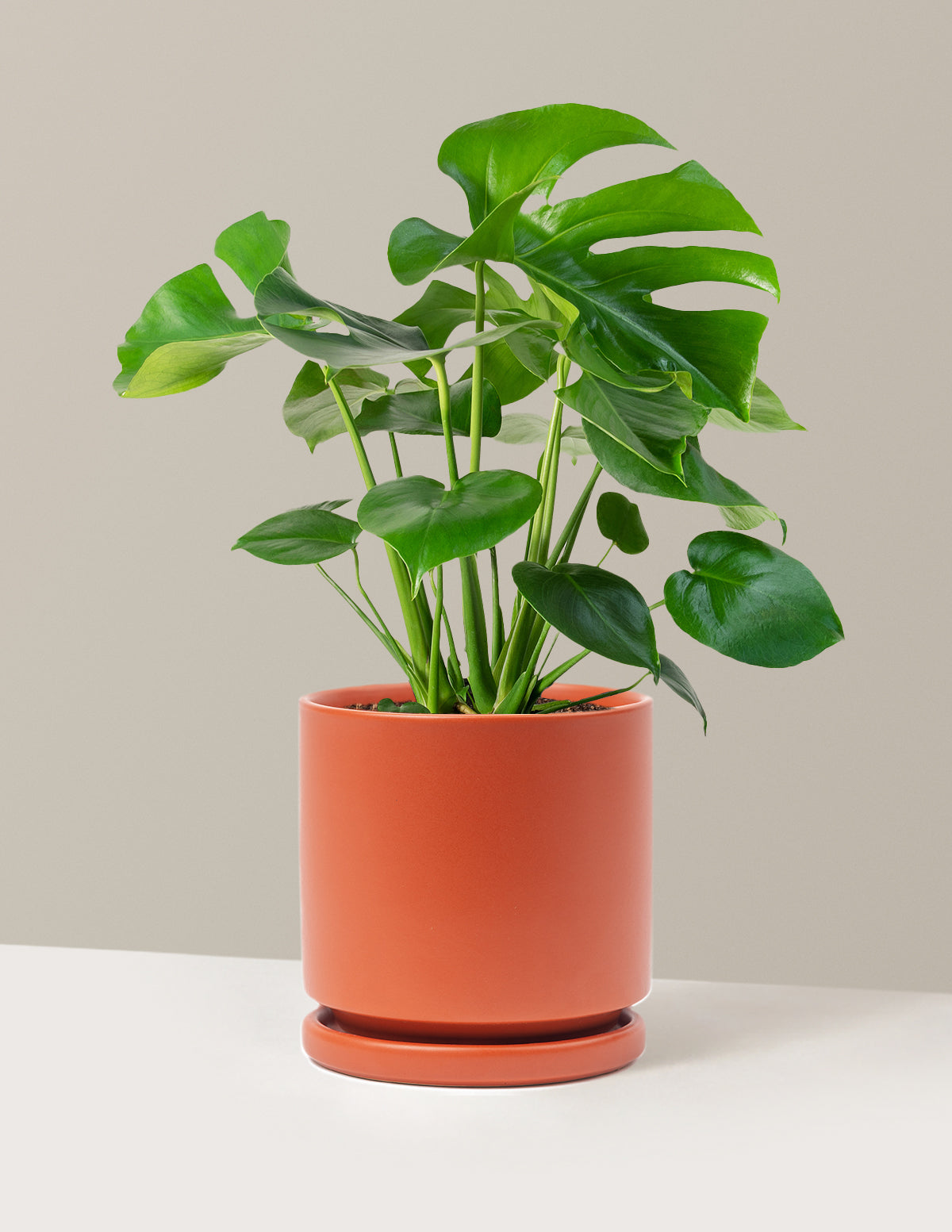 Monstera Deliciosa