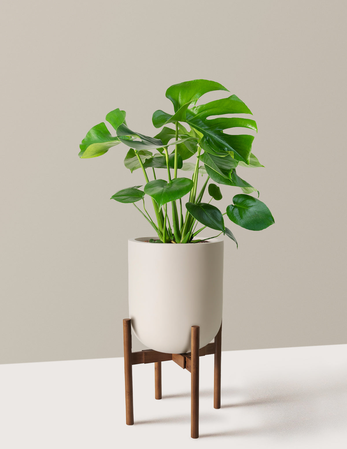 Monstera Deliciosa